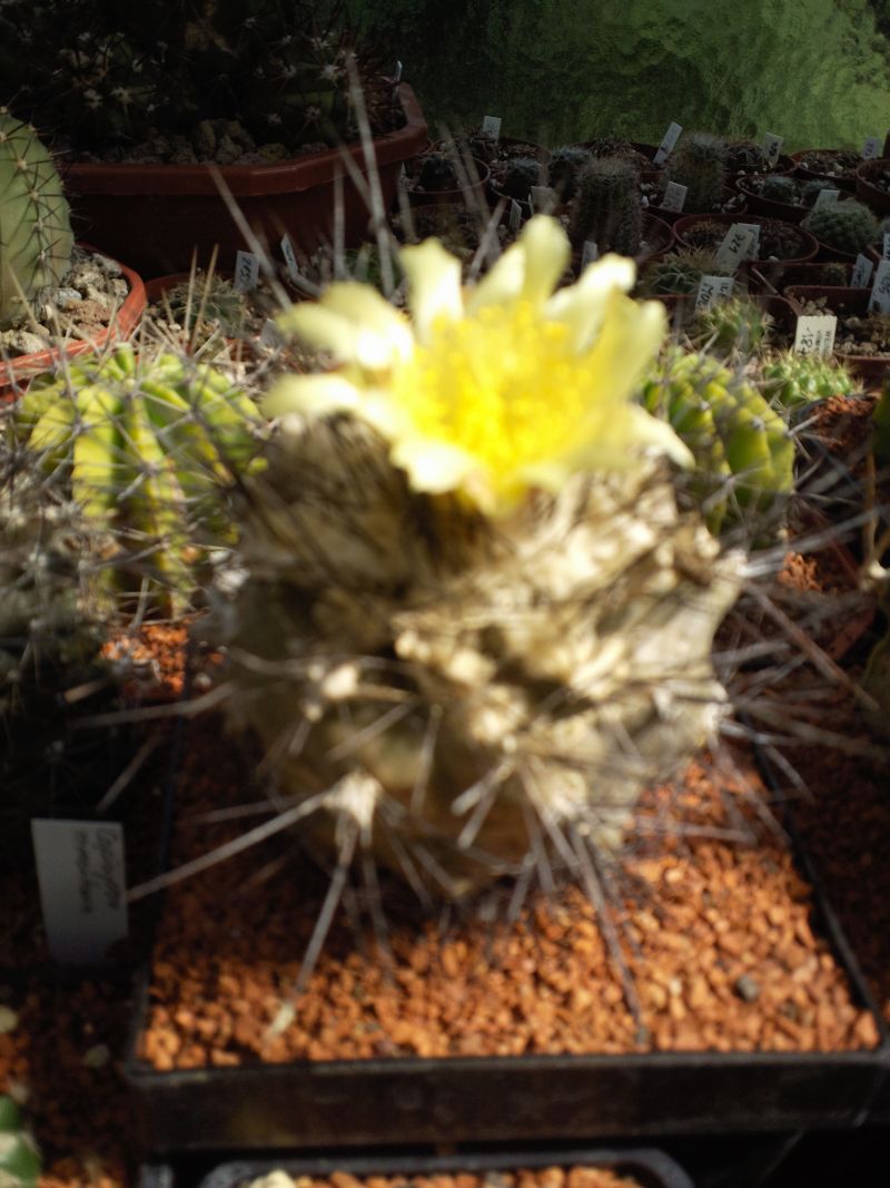 Copiapoa humilis